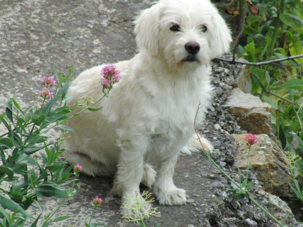 Landhuis - Laendliches Haus, Pepita La De Flores Tejeda (Gran Canaria)